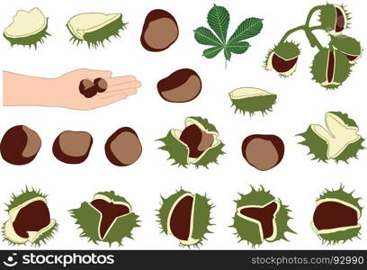 Set of different horse chestnuts isolated on white