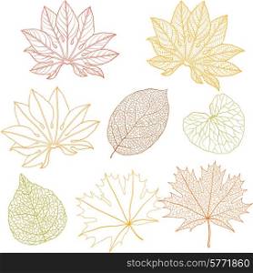 Set of different leaves. A vector illustration.. Set of different leaves. A vector illustration