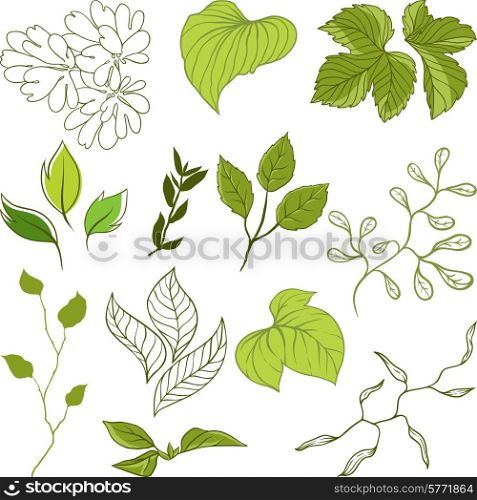 Set of different leaves. A vector illustration.. Set of different leaves. A vector illustration