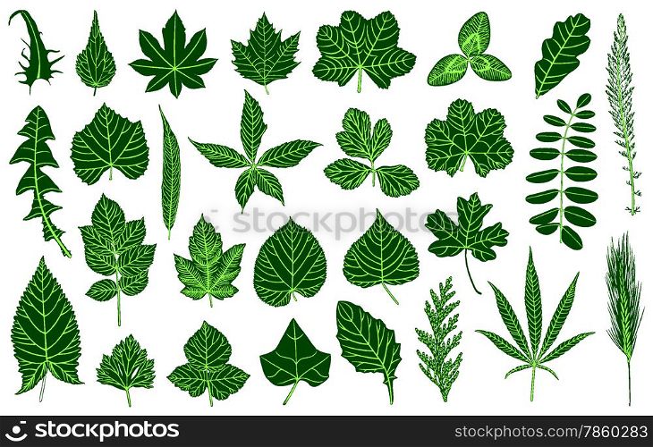 Set of different leaves isolated on white
