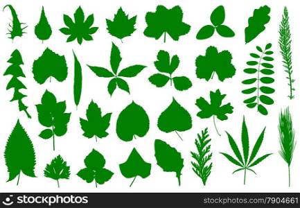 Set of different leaves isolated on white
