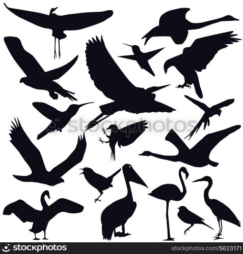 Set of different photographs of birds isolated on white background