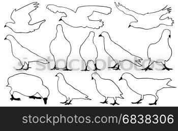 Set of different pigeons isolated on white