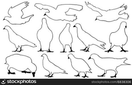 Set of different pigeons isolated on white