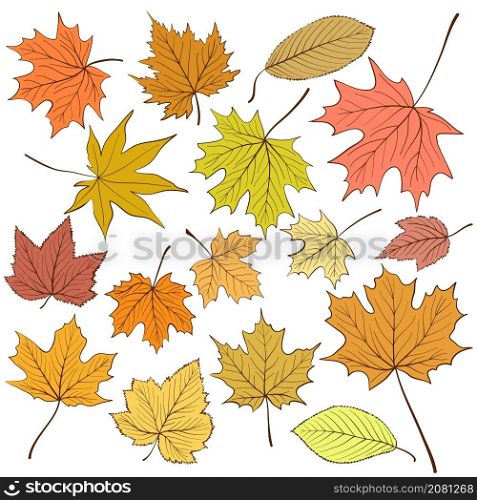 Set of different red, yellow, brawn and orange autumn leaves maple for design on white