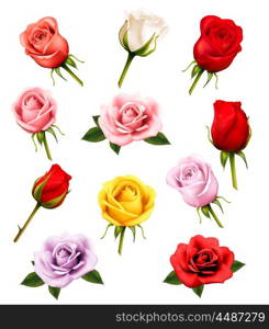 Set of different roses. Vector.