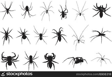 Set of different spiders isolated on white