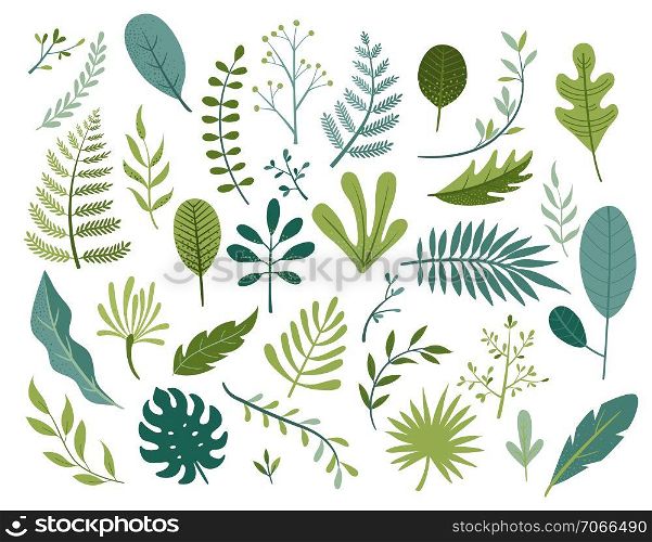 Set of different tropical and other isolated green leaves. Palm, banana leaf, hibiscus, plumeria, split leaf, philodendron. Jungle collection for your design.Vector illustration.. Set of different tropical and other isolated leaves.