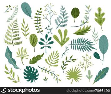 Set of different tropical and other isolated green leaves. Palm, banana leaf, hibiscus, plumeria, split leaf, philodendron. Jungle collection for your design.Vector illustration.. Set of different tropical and other isolated leaves.