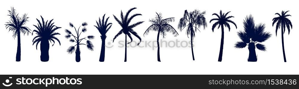 Set of different tropical palm trees. Trees in a simple style in different shapes with different leaves.. Set of different tropical palm trees.