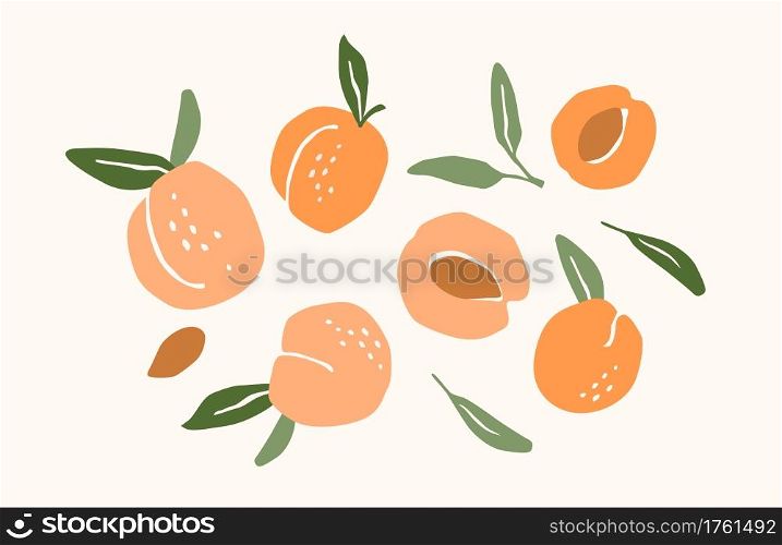 Set of drawn apricots. Vector illustration. Isolated elements for design. Set of drawn apricots. Vector illustration. Isolated elements