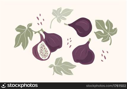 Set of drawn figs, Vector illustration. Isolated elements for design. Set of drawn figs, Vector illustration. Isolated elements.