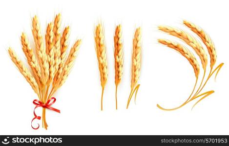 Set of ears of wheat. Vector.