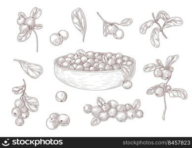 Set of engraving monochrome drawings of cranberry. Flat vector berry illustration. Collection of vintage berries with etching leaves isolated in white background. Berry, plant, nature, food concept