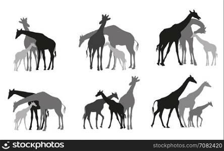 Set of family group of black and grey silhouettes of adult and young giraffes standing on white background. Vector illustration.
