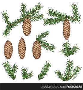 Set of fir branches and cones. Detailed vintage illustration. Set of fir branches and cones. Detailed vintage illustration.