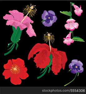 Set of Flowers bloom - hibiscus, violet, convolvulus - on black background