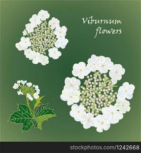 Set of flowers viburnum seamles background with leafs in realistic hand-drawn style. Vector illustration. Set of flowers viburnum with leafs in realistic hand-drawn style