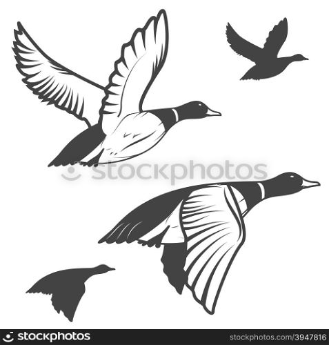 Set of flying wild ducks. Duck hunting. &#xA;mallard duck flying. Vector illustration.
