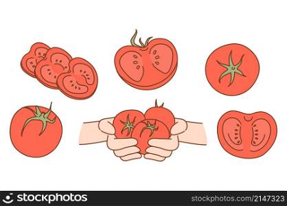Set of fresh natural organic tomatoes. Collection of juicy bio tasty tomato vegetables. Vegetarian and diet. Food market or shop advertising. Product delivery service. Vector illustration. . Set of fresh organic tomatoes