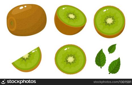Set of fresh whole, half, cut slice and leaves kiwi fruit isolated on white background. Summer fruits for healthy lifestyle. Organic fruit. Cartoon style. Vector illustration for any design.