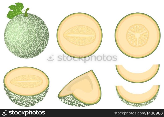 Set of fresh whole, half, cut slice melon fruit isolated on white background. Cantaloupe melon. Summer fruits for healthy lifestyle. Organic fruit. Cartoon style. Vector illustration for any design.