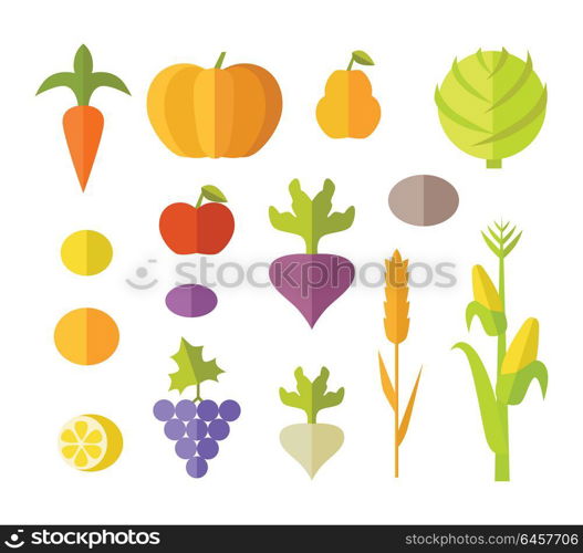 Set of fruits vegetables vector. Flat design. Carrot, pumpkin, pear, apple, cabbage, beets, radishes, lemon grapes corn potatoes illustrations for conceptual banners icons infographic. Set of Fruits Vegetables Vector Illustration.