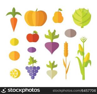 Set of fruits vegetables vector. Flat design. Carrot, pumpkin, pear, apple, cabbage, beets, radishes, lemon grapes corn potatoes illustrations for conceptual banners icons infographic. Set of Fruits Vegetables Vector Illustration.