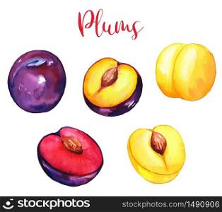 Set of garden plums, purple and yellow, watercolor fruit, hand drawn vector illustration