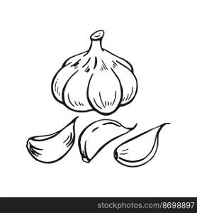 Set of garlic outline. Hand drawn vector illustration. Farm market product, isolated vegetable, engraved bunch of garlic.
