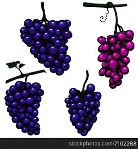 Set of Grape branch on white background. Design element for poster, logo, label, sign, card, banner. Vector illustration