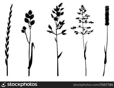set of grasses silhouettes isolated on white