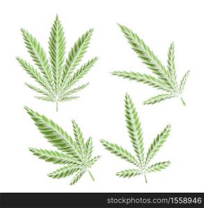 Set of green different leaves of marijuana with hatching. The object is separate from the background. Vector engraving element for menus, articles, cards and your creativity. Set of green different leaves of marijuana with hatching. The object is separate from the background.