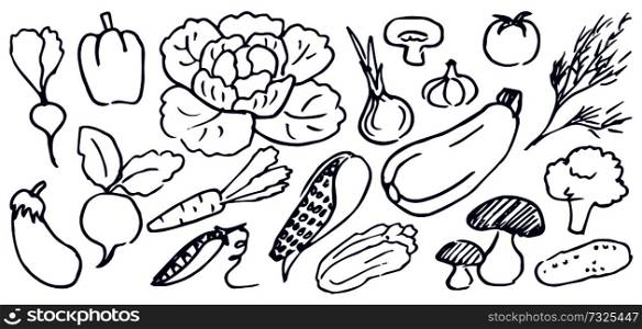 Set of hand drawing black and white vegetables vector illustration with cabbage mushrooms carrot garlic onion cucumber isolated on bright background. Set of Hand Drawing Black and White Vegetables