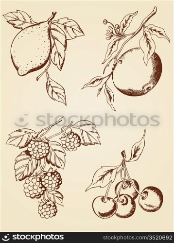 set of hand drawn berries and fruits in retro style