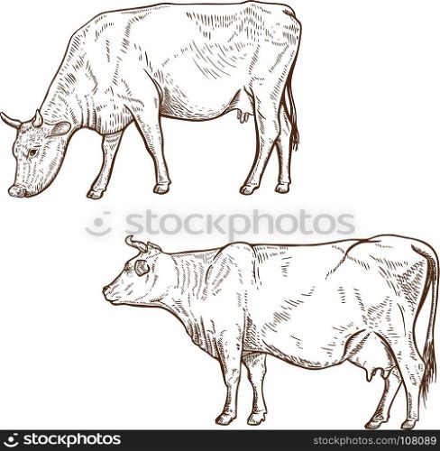Set of hand drawn cow illustration isolated on white background. Design element for poster, emblem, logo, sign. Vector illustration