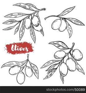 Set of hand drawn olive illustrations isolated on white background. Design elements for poster, menu. Vector illustration