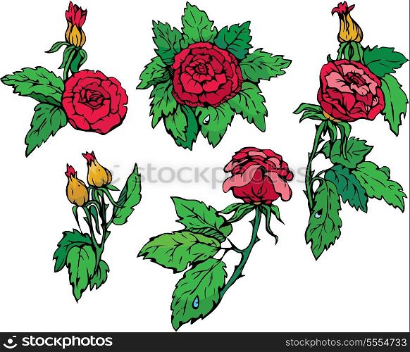 Set of Hand drawn Roses flowers - design elements isolated on white background