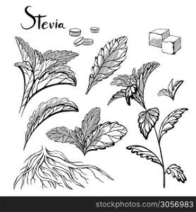 Set of hand drawn stevia plants with hatching. Natural healthy sweetener. Useful herbal organic product. Plant with branches, leaves, sugar cubes and sweetener. Vector engraving element. Set of hand drawn stevia plants with hatching. Natural healthy sweetener. Useful herbal organic product. Plant with branches, leaves, sugar cubes and sweetener.