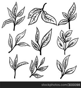 Set of hand drawn tea leaves illustrations. Design element for poster,label, card, banner, flyer. Vector illustration