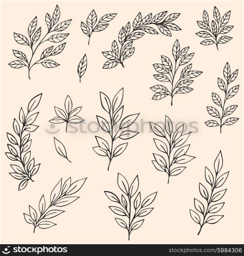 Set of hand drawn vector branches and leaves