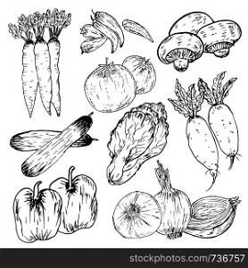Set of hand drawn vegetables, Organic herbs and spices, Healthy food drawings set. Vector illustration.