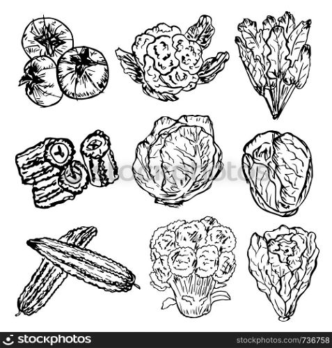 Set of hand drawn vegetables, Organic herbs and spices, Healthy food drawings set. Vector illustration.