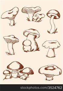 set of hand-drawn vintage forest mushrooms