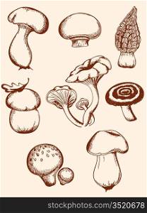 set of hand-drawn vintage mushrooms