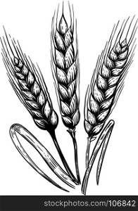 Set of hand drawn wheat illustration in engraving style. Design elements for poster, emblem, sign, label. Vector illustration