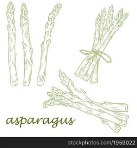 Set of hand sketches of asparagus, single pods and bunches, vector illustration. Healthy organic food, plant sprouts. Asparagus harvest collection.. Set of hand sketches of asparagus, single pods and bunches, vector illustration.