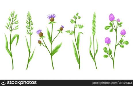 Set of herbs and cereal grass. Floral collection with meadow plants.. Set of herbs and cereal grass.