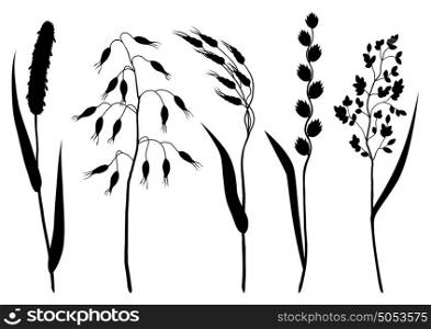 Set of herbs and cereal grass silhouettes. Floral collection with meadow plants. Set of herbs and cereal grass silhouettes. Floral collection with meadow plants.