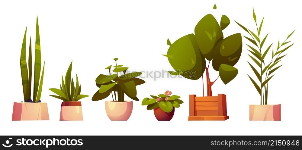 Set of home potted plants and trees in flowerpots. Domestic tropical decorative palms, houseplants in wood and ceramics pots interior decor isolated graphic design elements Cartoon vector illustration. Set of home potted plants and trees in flowerpots